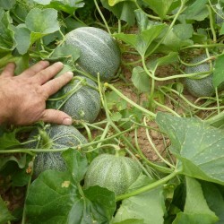Melon "petit gris de Rennes"
