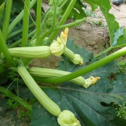 Courgettes