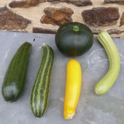 Courgettes