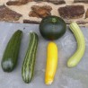 Courgettes