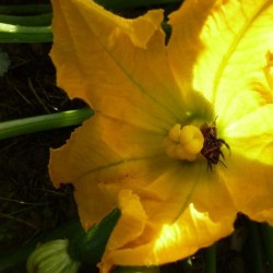 Courgettes