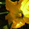 Courgettes