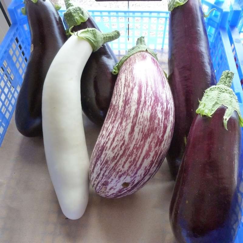Aubergines
