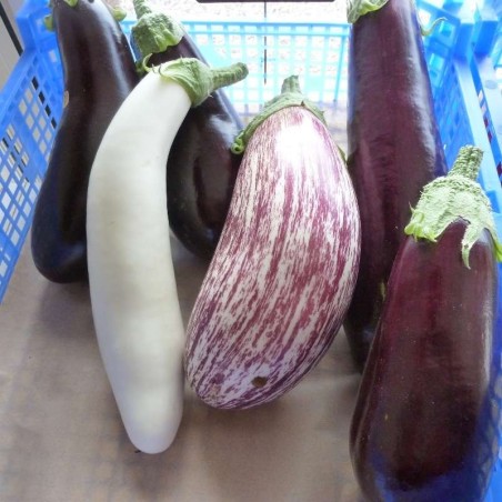 Aubergines
