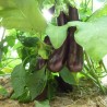 Aubergines
