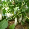 Aubergines