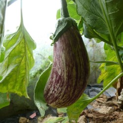 Aubergines