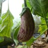 Aubergines