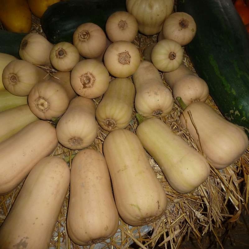 Butternut