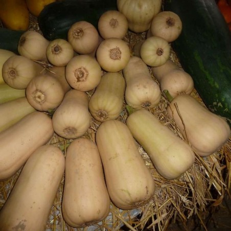 Butternut