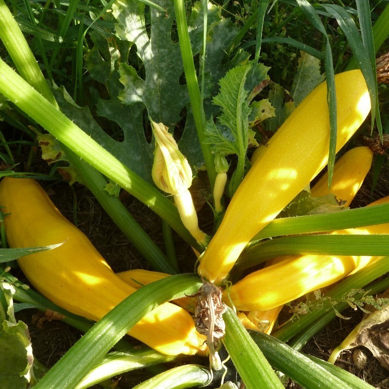 Courgette jaune