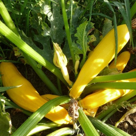 Courgette jaune