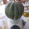 Melon "petit gris de Rennes"
