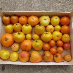 tomates