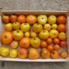 tomates