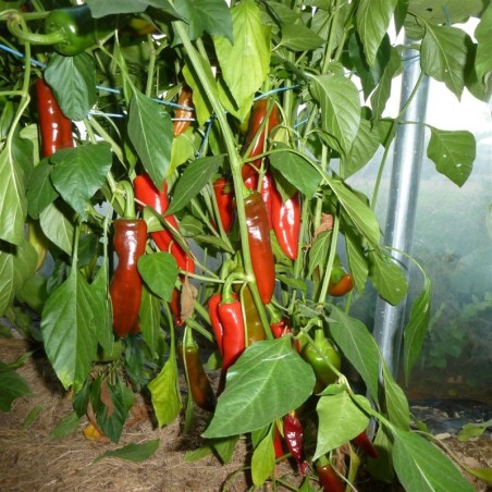 Piments doux