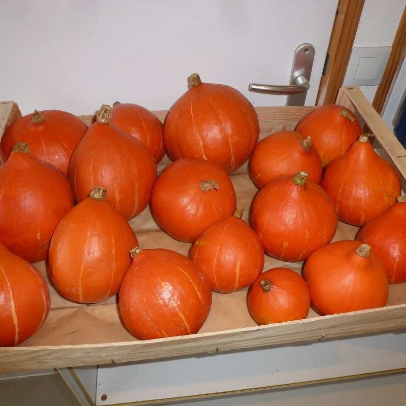 Potimarrons