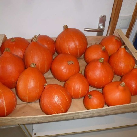 Potimarrons
