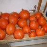 Potimarrons