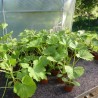 Potimarrons