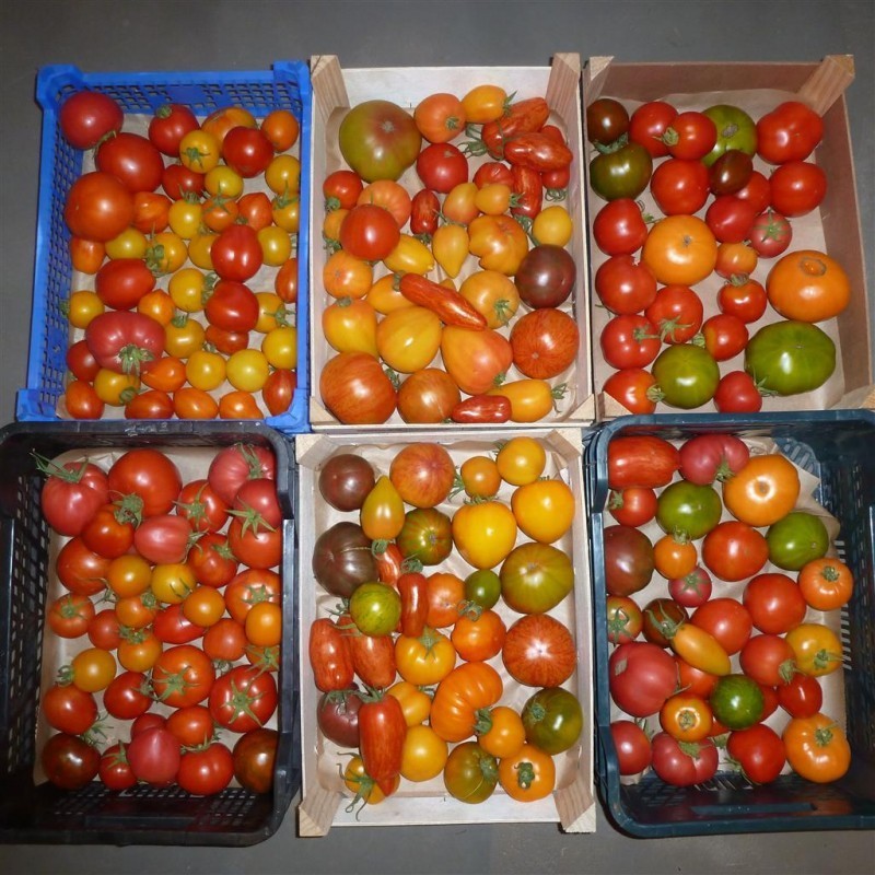 tomates