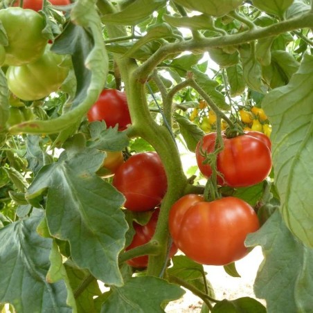 Marmande