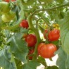 Marmande