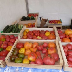 tomates