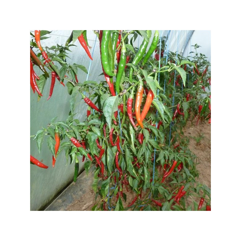 Piment fort