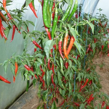 Piment fort