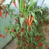 Piment fort
