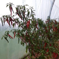 Piment fort