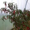 Piment fort