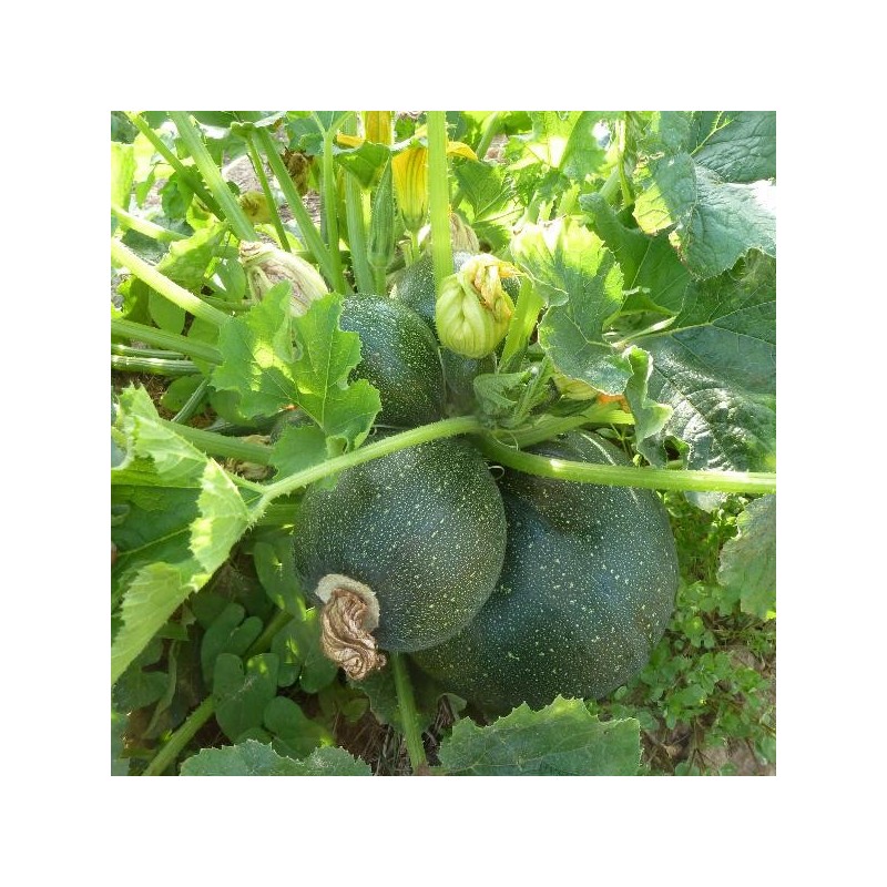 Courgette ronde