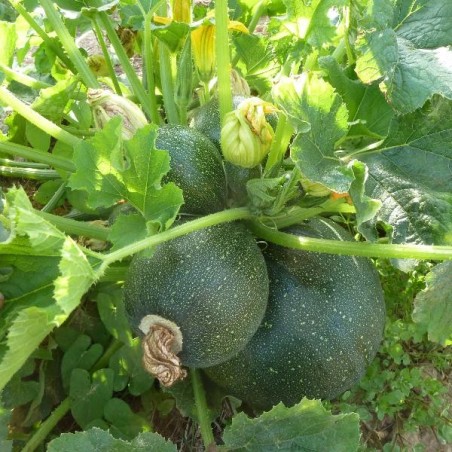 Courgette ronde