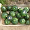 Courgette ronde