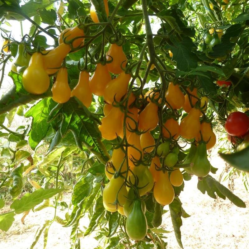 Poire jaune