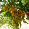Poire jaune