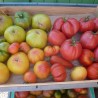 tomates