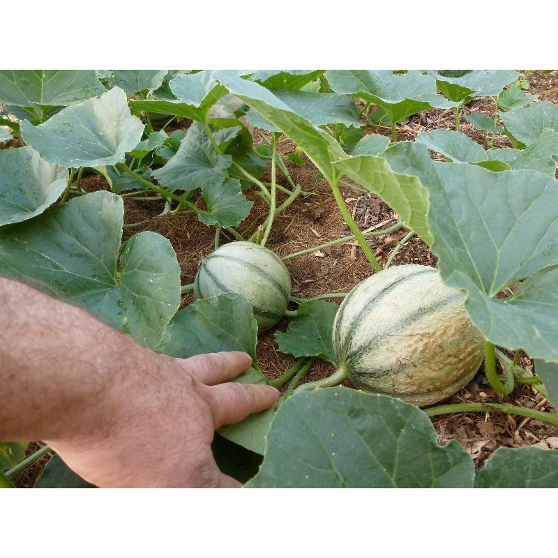 Melon charentais