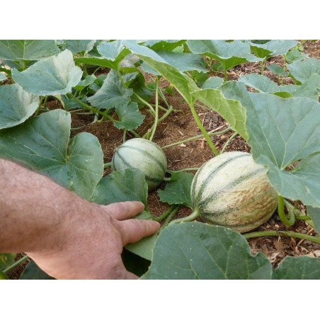 Melon charentais