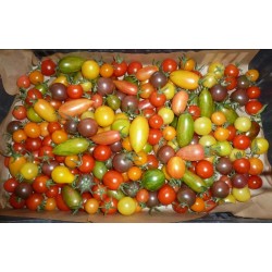 Tomates cerises et cocktail
