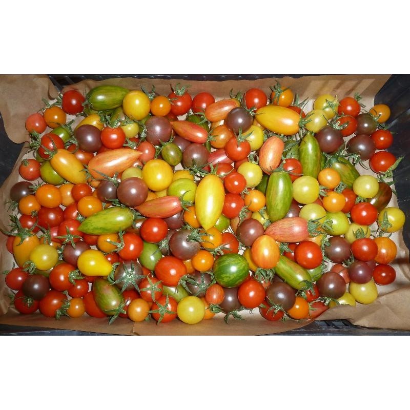 Tomates cerises et cocktail