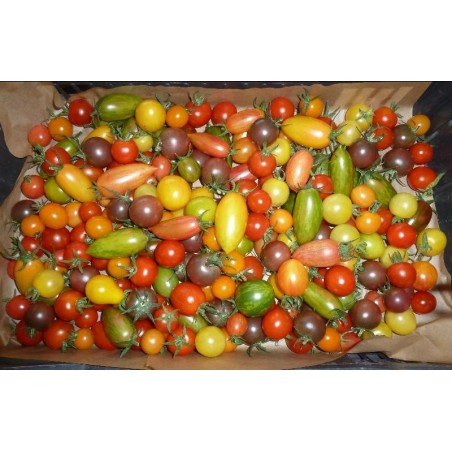 Tomates cerises et cocktail