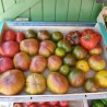 tomates