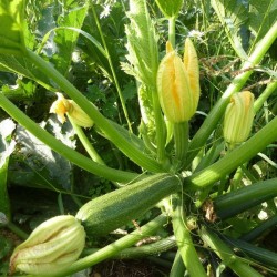 Courgettes